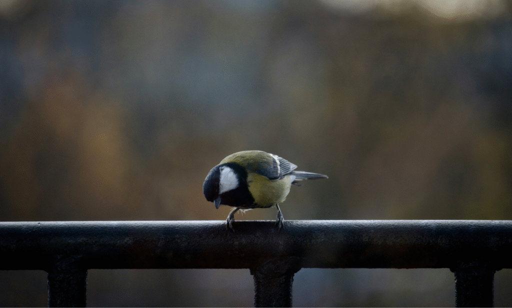 Bird behavior