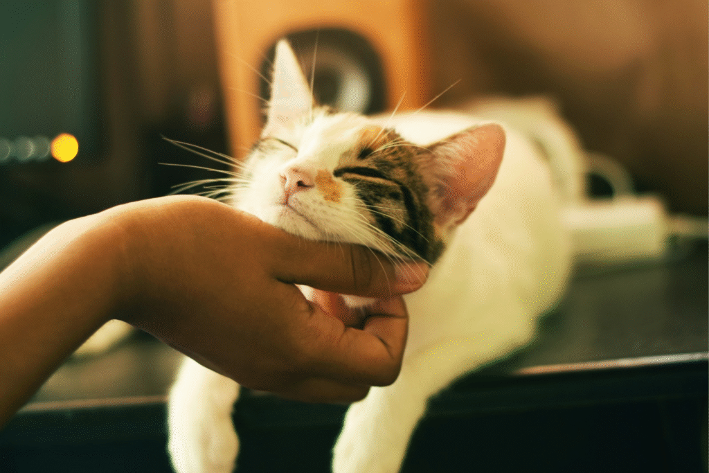 Cat play and welfare research