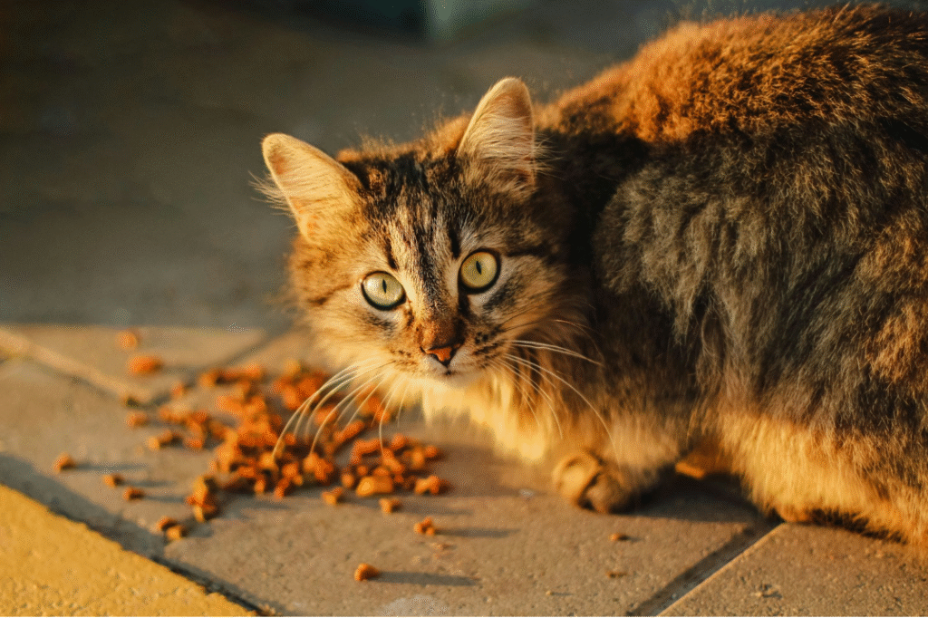 Cat feeding schedule