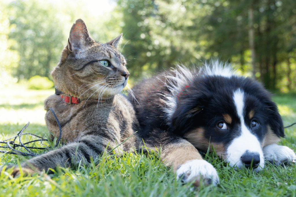 Dogs vs cats helping