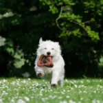 Dogs Toy Recognition Study