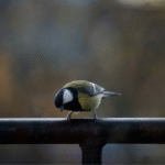 Bird behavior