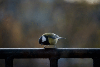 Bird behavior