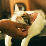 Cat play and welfare research