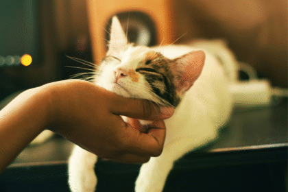 Cat play and welfare research