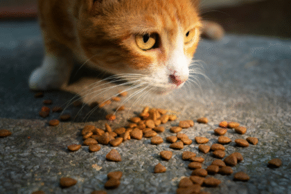 Cats stop eating