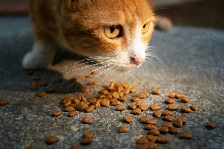 Cats stop eating