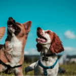 Dog blinking
