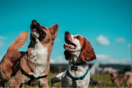 Dog blinking
