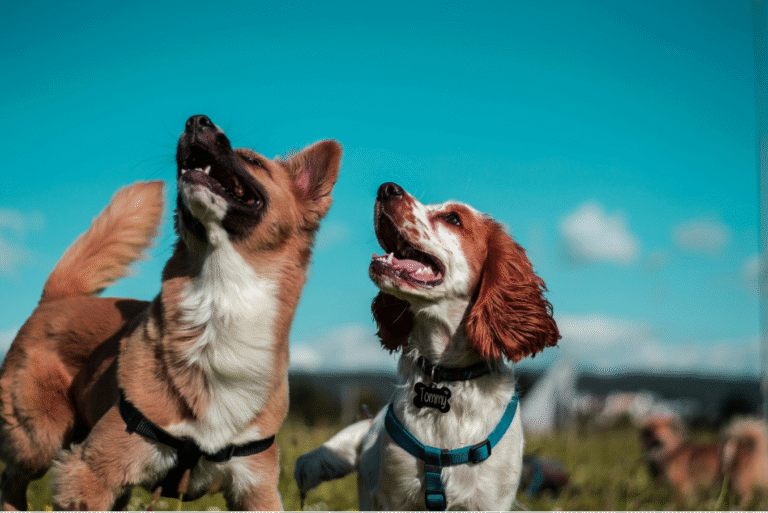 Dog blinking