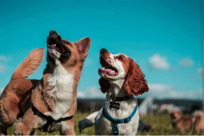 Dog blinking