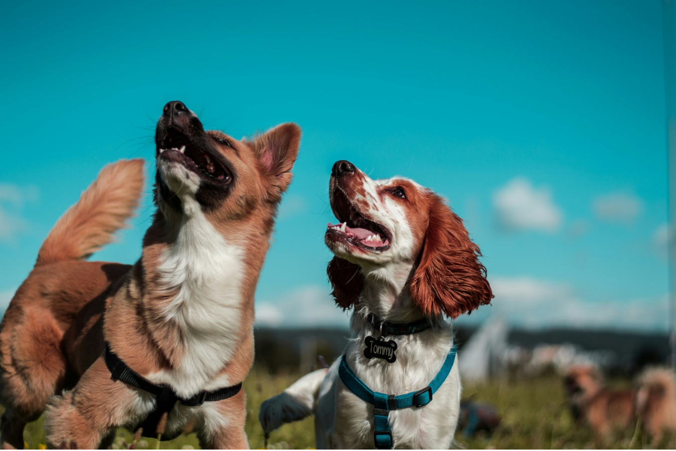 Dog blinking