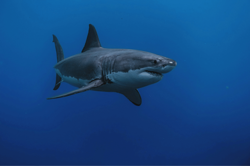 Shark