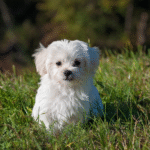 Therapy dog video