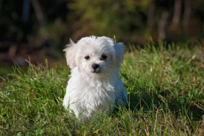 Therapy dog video