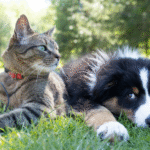 Dogs vs cats helping