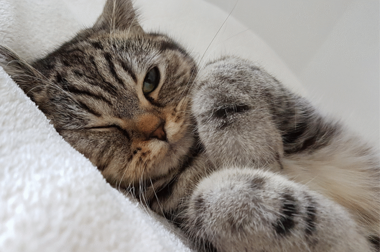 Cat slow blink communication