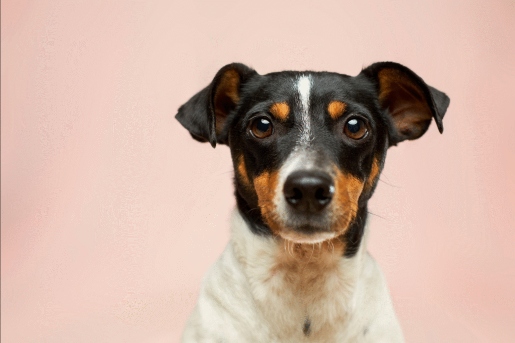 How Dogs Communicate With Their Faces