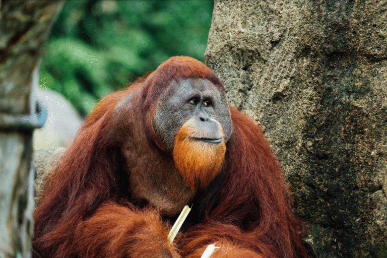 Orangutans